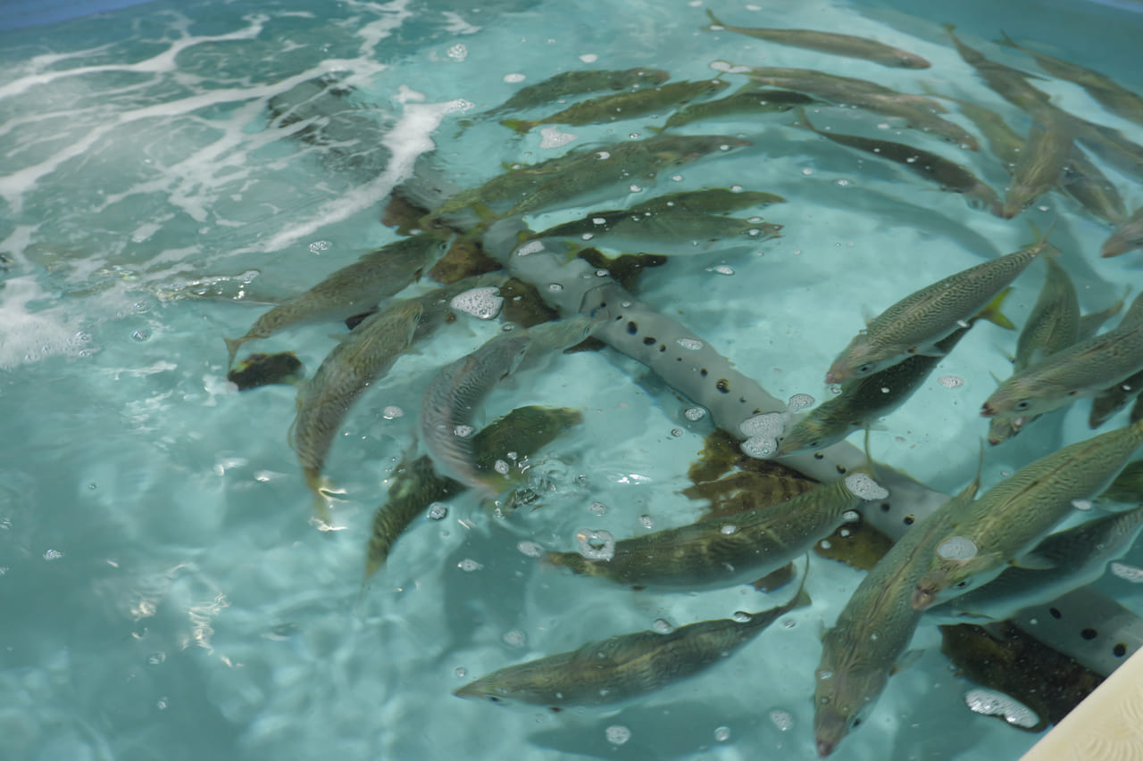 最近、魚の陸上養殖が気になってます。｜株式会社 ブルームテクノロジー